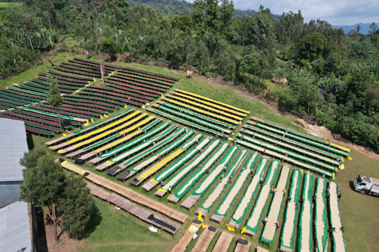 High-Altitude Grown (2,100–2,625m)